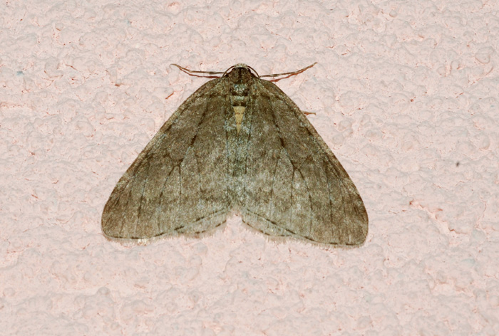 Geometridae 3 da confermare : Operopthera brumata